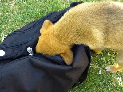Cute pet animal