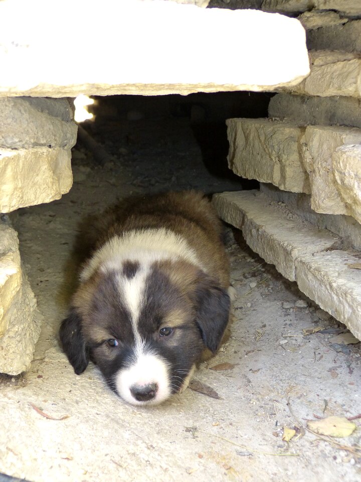 Sleepy cute pet