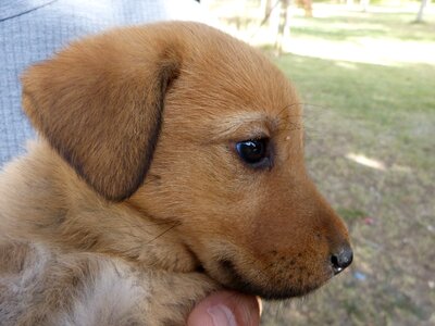 Cute pet mammal