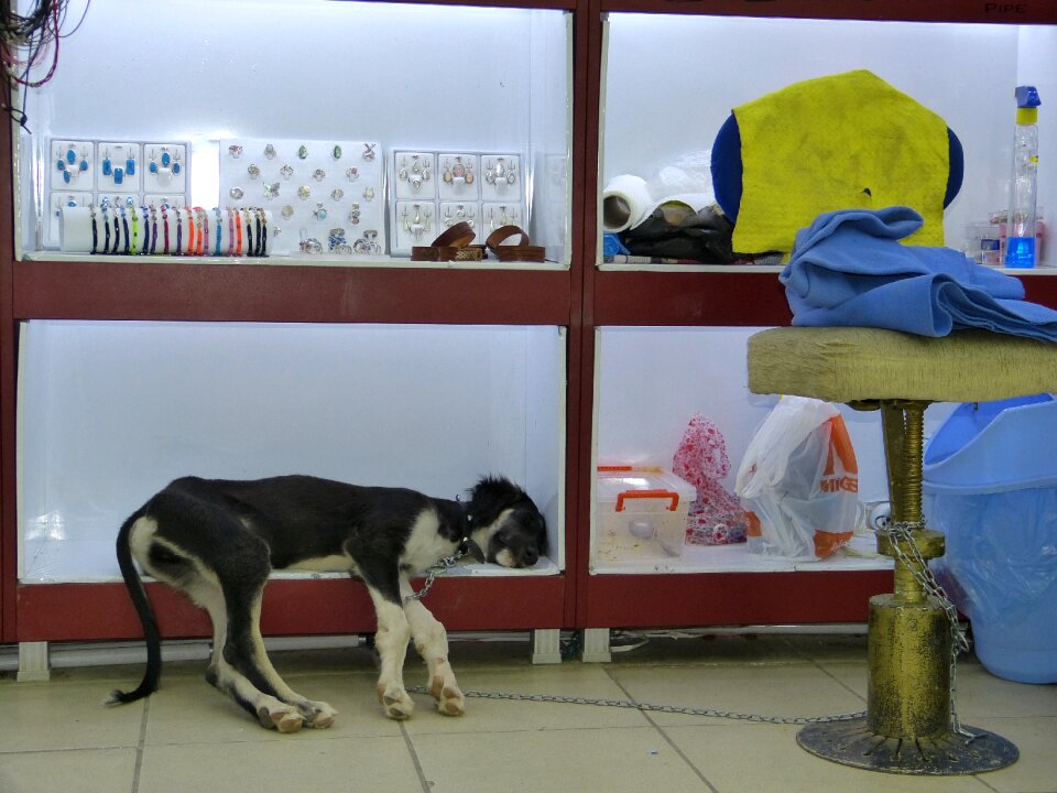 Animal shelf concerns