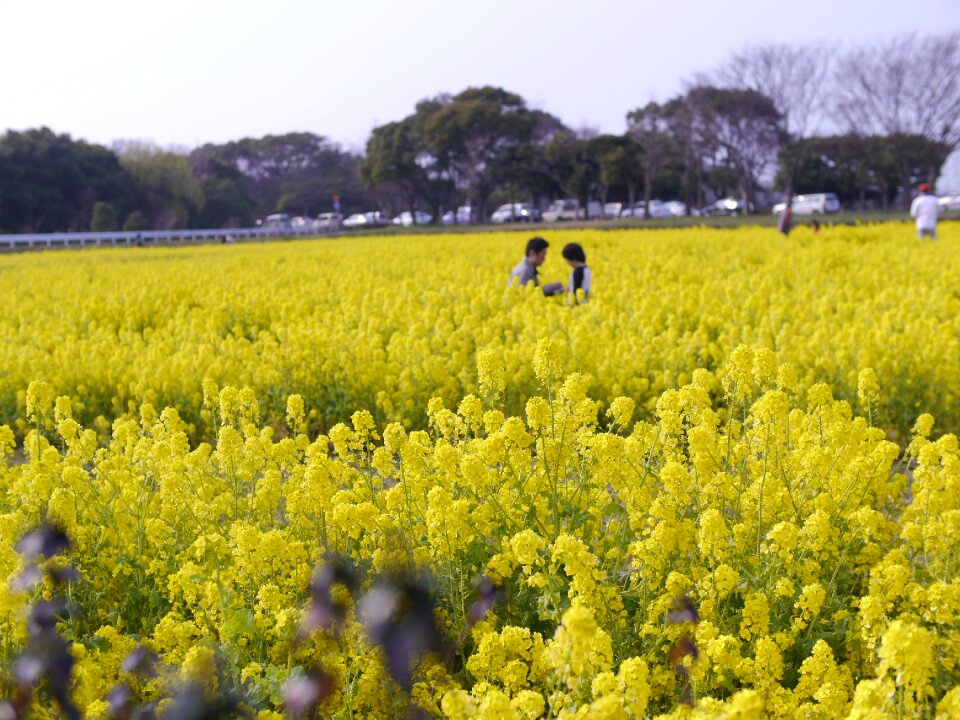 Rape blossoms spring huang