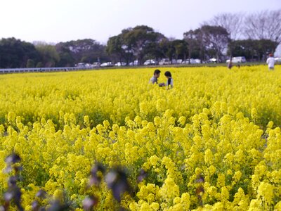 Rape blossoms spring huang photo