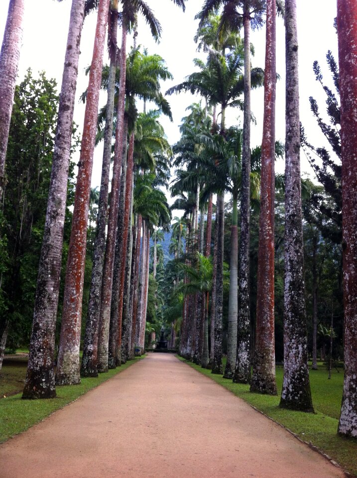 Forest tree rio de janeiro