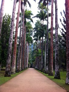 Forest tree rio de janeiro