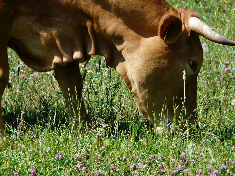 Creature cattle horns