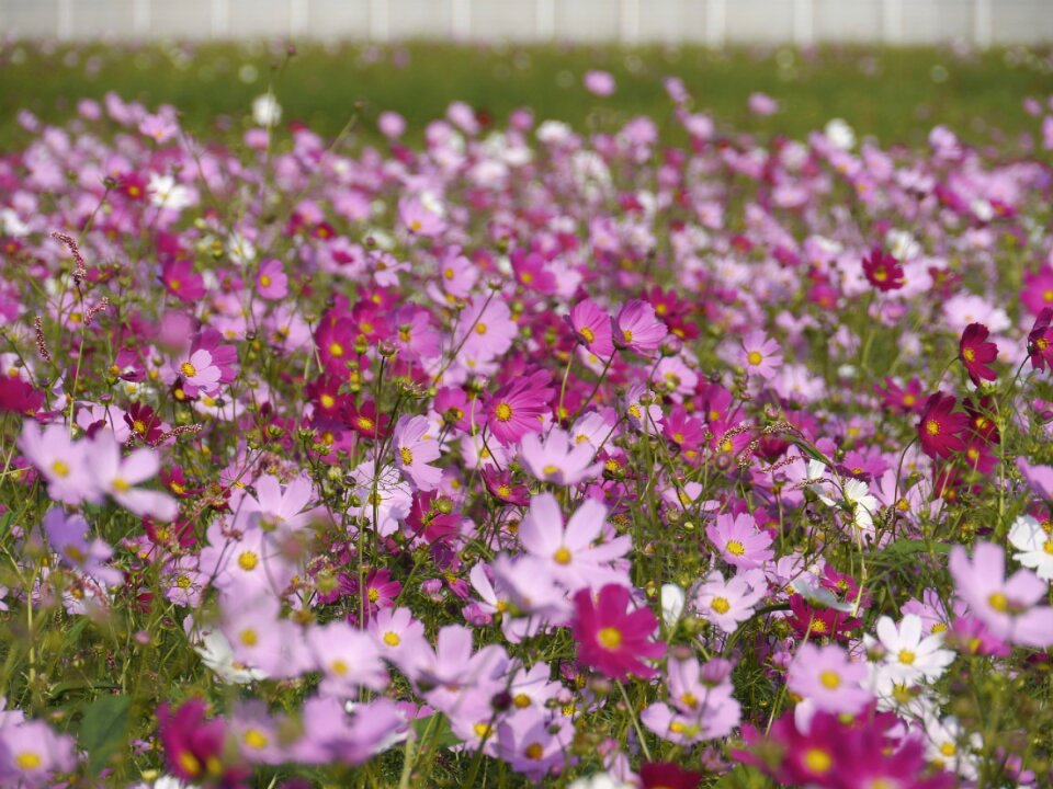 Fantasy natural garden cosmos