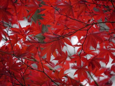 Autumnal leaves red maple