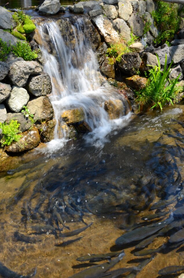 Fish water stone