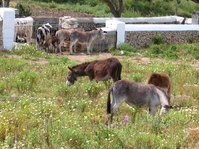 Meadow agriculture animal husbandry