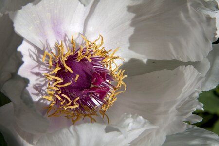 Flora spring blossom photo