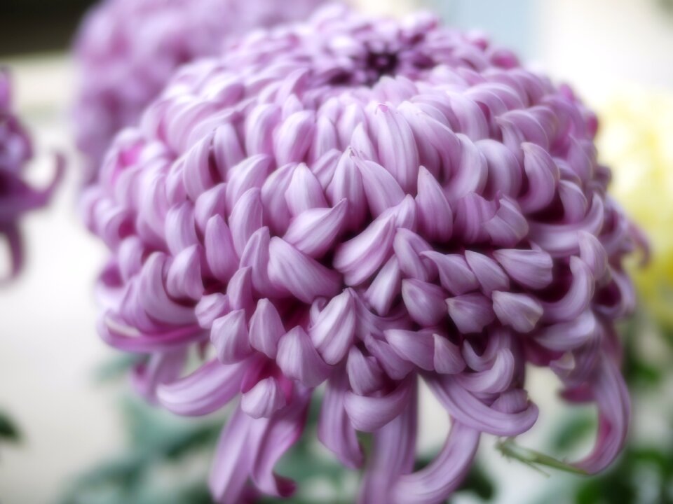 Chrysanthemum purple flowers