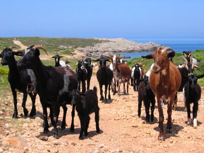 Goats flock animals photo