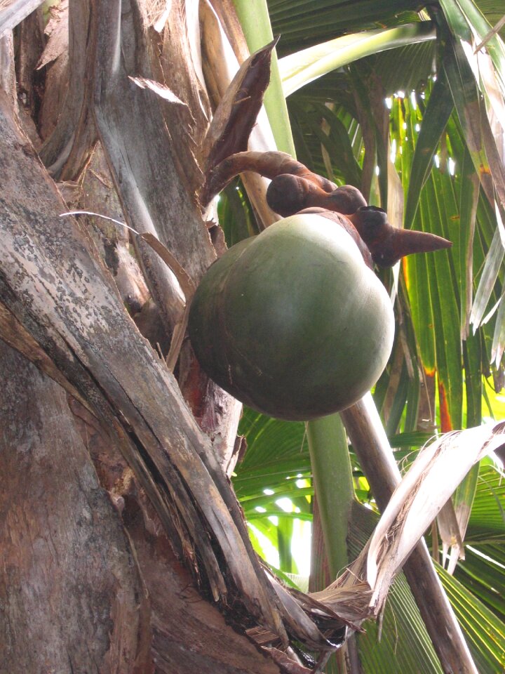 Coconut tree island exotic