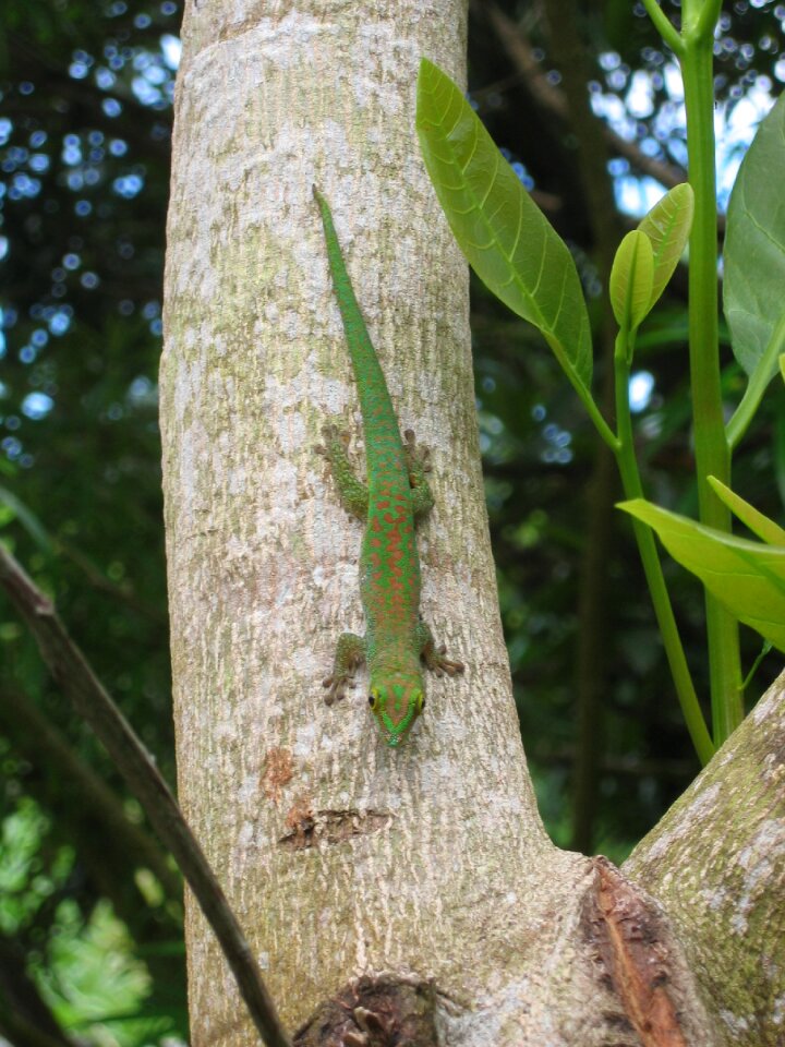 Seychelles tree climb