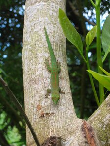 Seychelles tree climb
