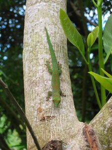 Seychelles tree climb photo