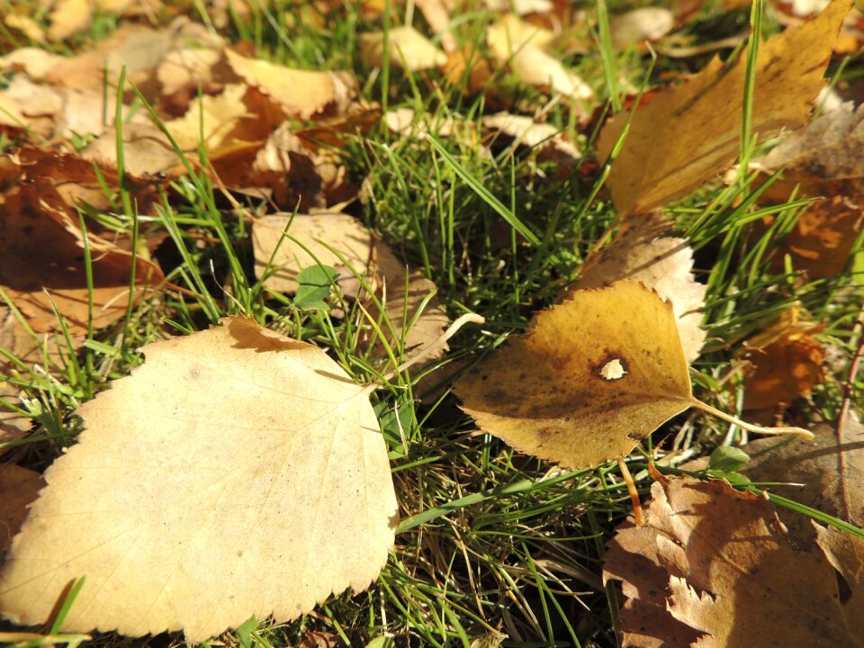 Meadow yellowish macro
