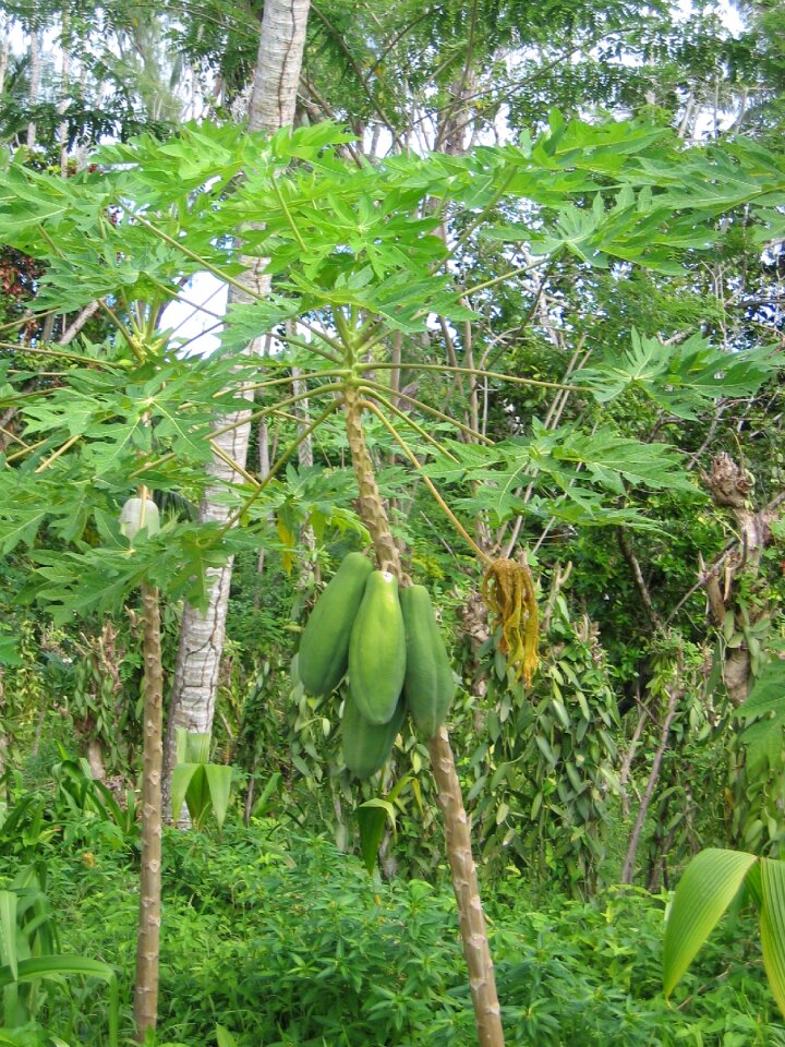 Tropical fruit exotic