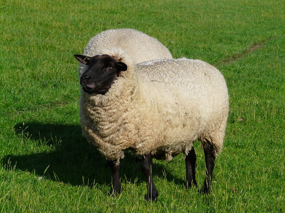 Chew wool rhön sheep