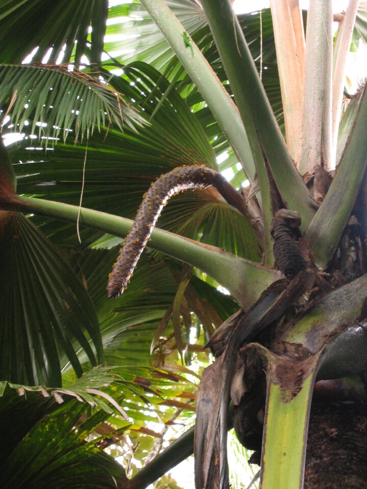 Coconut palm coconut tree