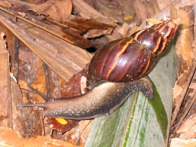 Shell crawl mollusk