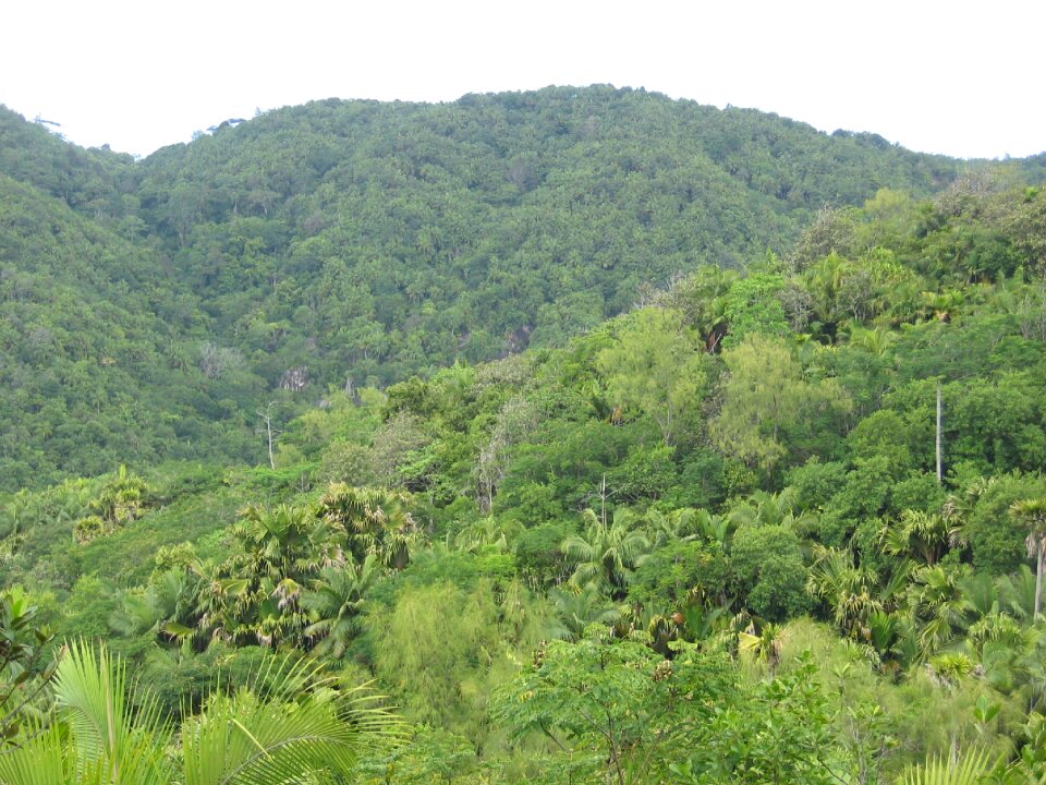 Seychelles green fouling