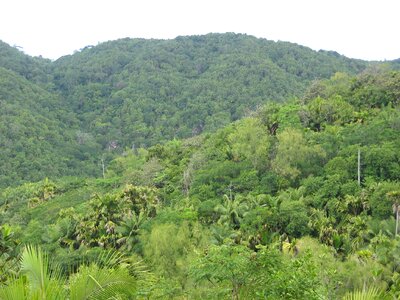 Seychelles green fouling