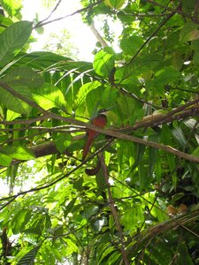 Nature colorful european bee eater