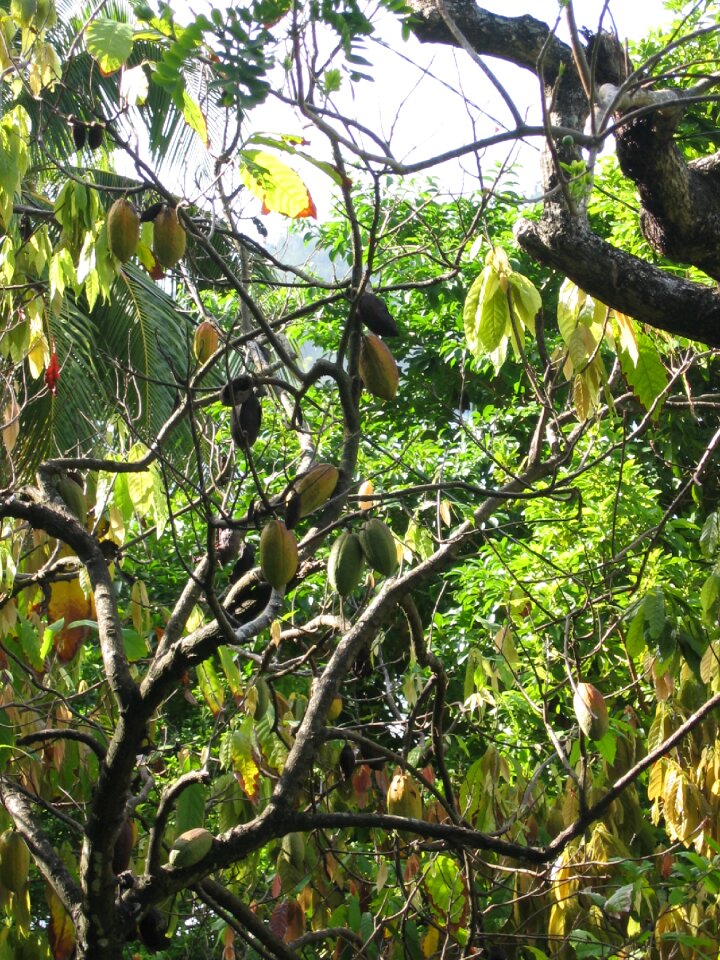 Plant cocoa plant tree