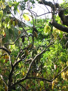 Plant cocoa plant tree