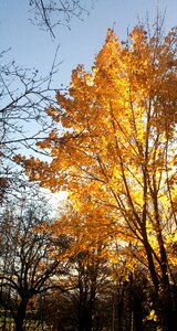 Morning sun branches