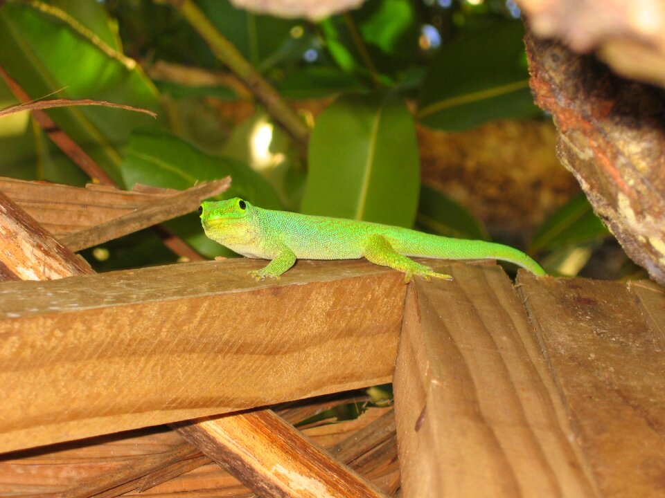 Green gecko seychelles flora