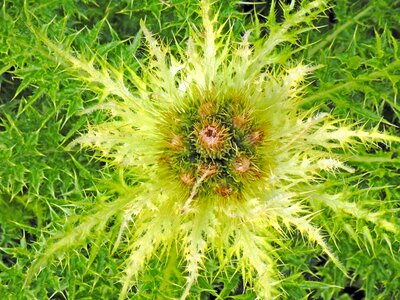 Green thorn summer