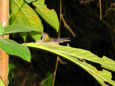 Breed nest leaf