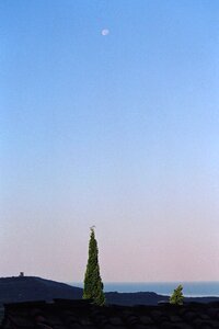 Landscape cypress cupressus