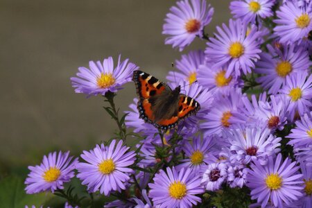 Autumn butterfly asters photo