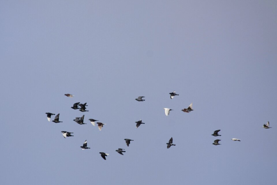 Flying birds city pigeons