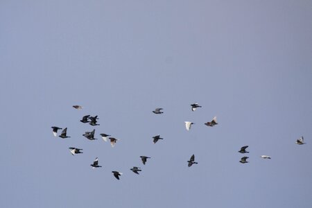 Flying birds city pigeons photo