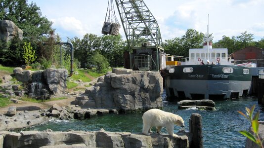 Yukon bay polar bear lower saxony