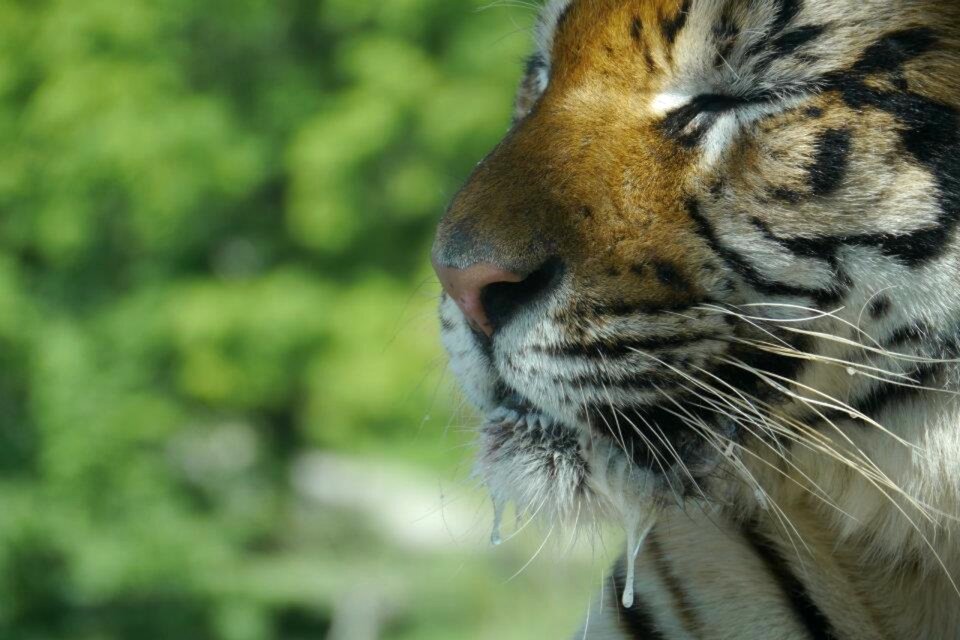 Tiger wild Free photos