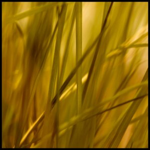 Reed plant green