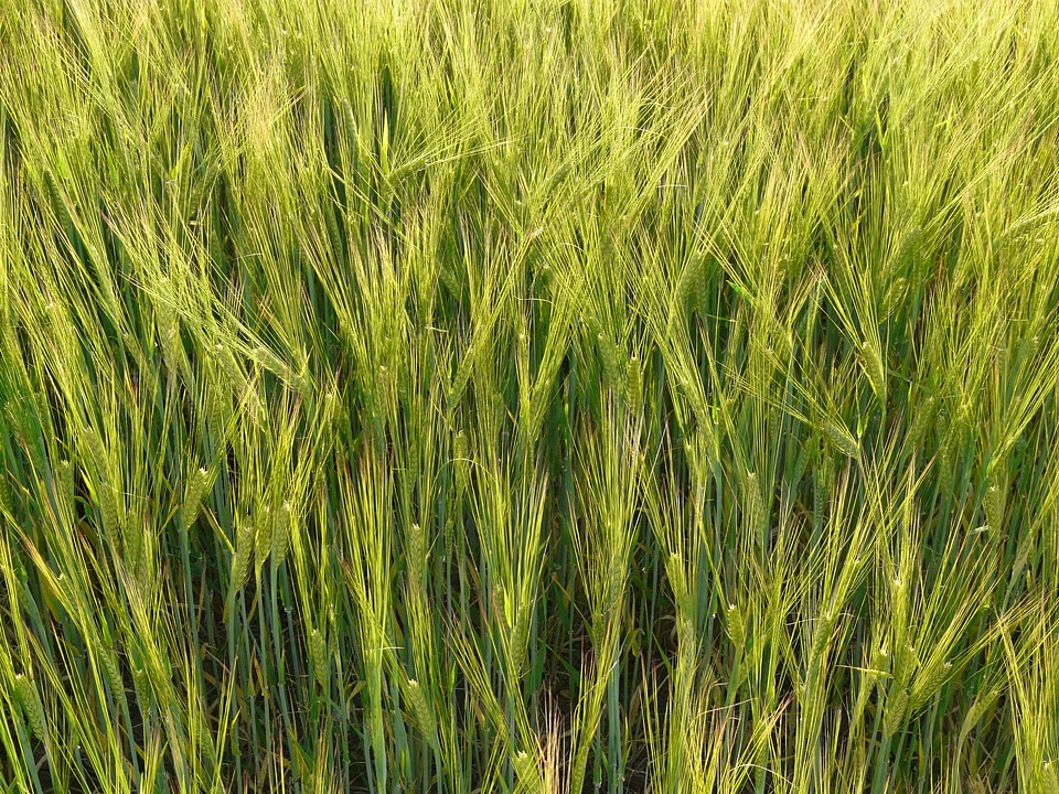 Grain cereal cornfield
