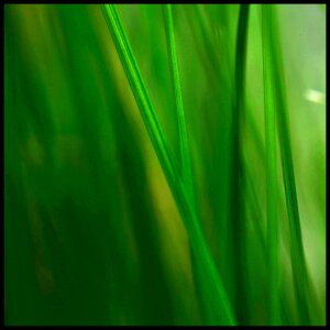 Reed plant green