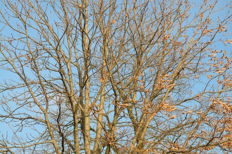 Aesthetic branches tree