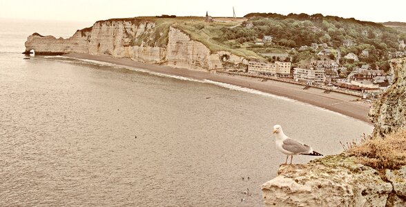 Seagull sand beach ocean photo