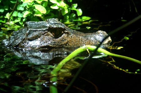 Water alligator reptile
