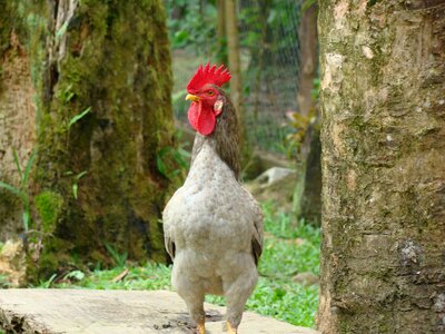 Cock animal bird