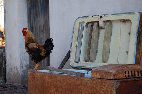 Animals laying hens gallo photo