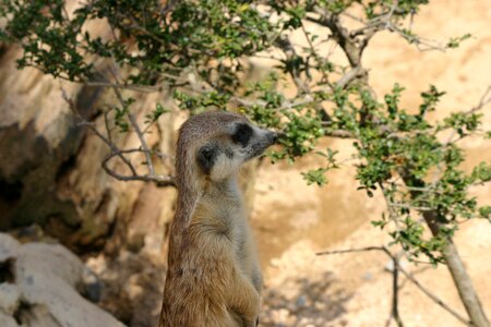 Meerkat animal zoo