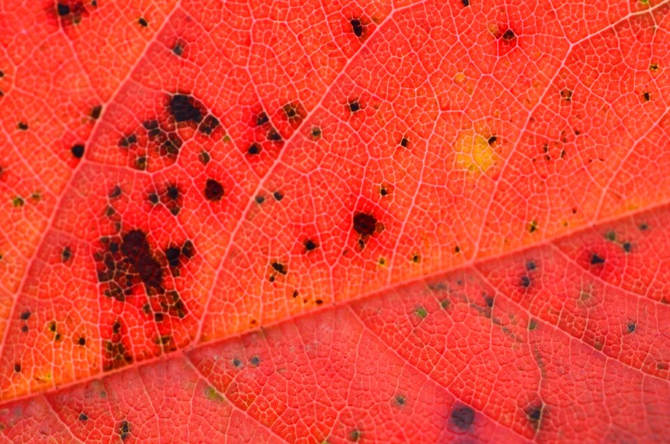 Leaves tree plant